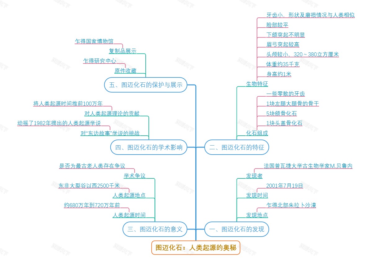 图迈化石：人类起源的奥秘