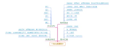 三角马陆属简介