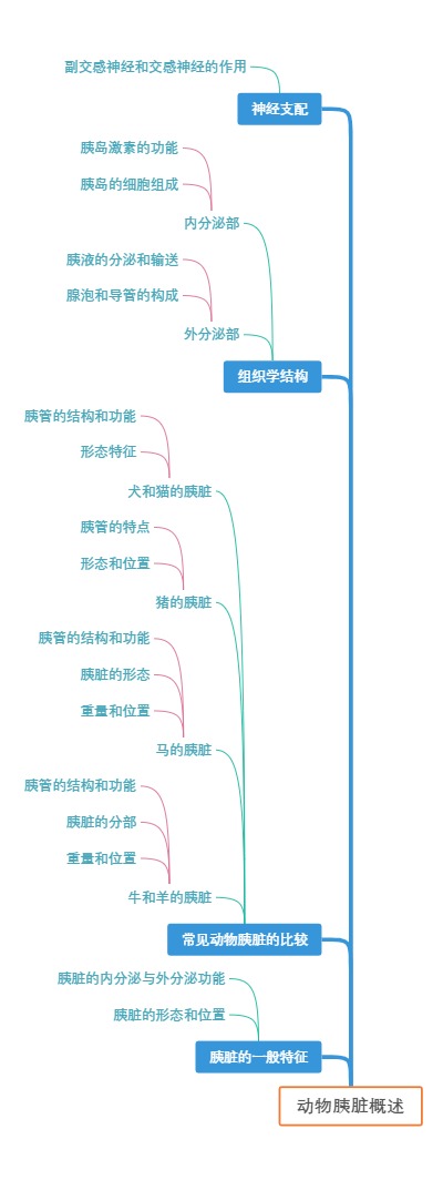 动物胰脏概述