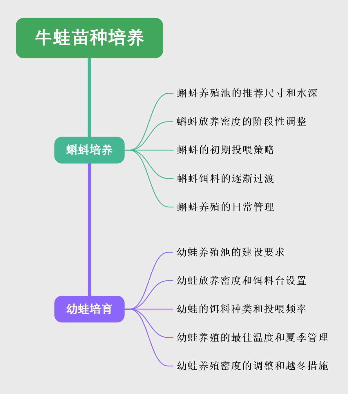 牛蛙苗种培养