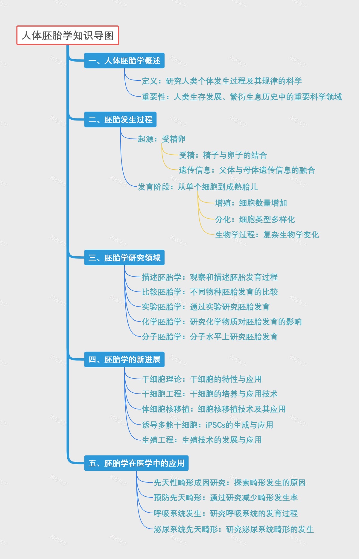 人体胚胎学知识导图