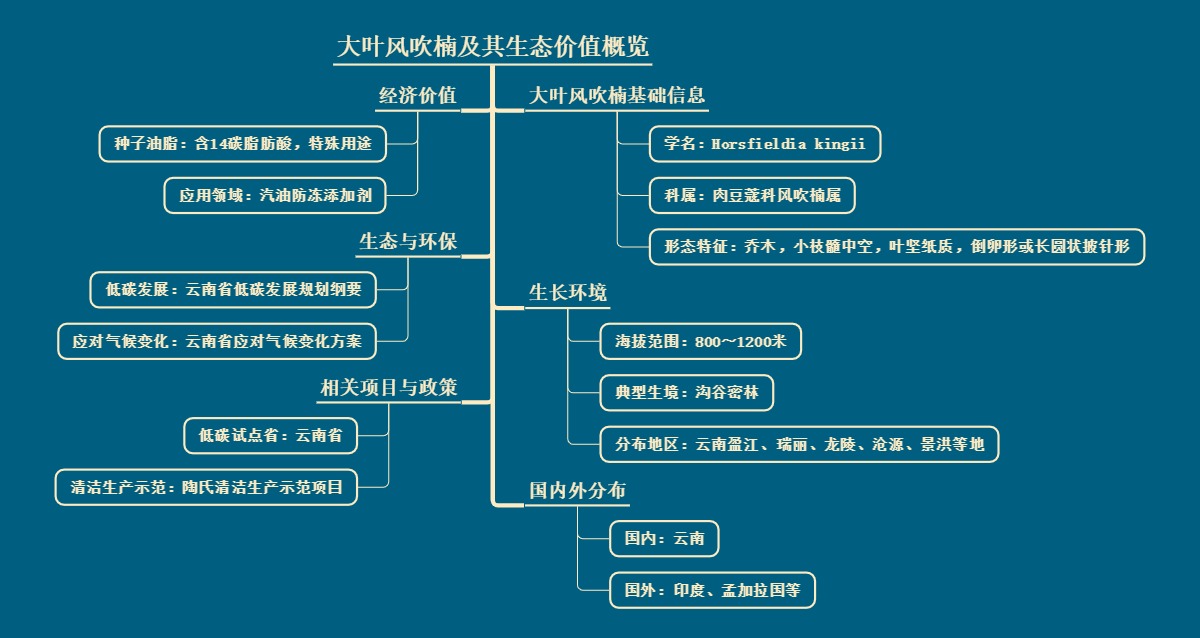 大叶风吹楠及其生态价值概览